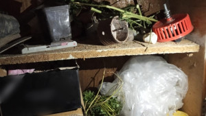 Житель Елецкого округа обвиняется в хранении крупной партии марихуаны