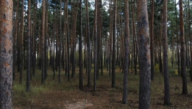 Ограничение на посещение лесов Липецкой области продлили до 11 сентября