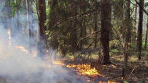 В лесах южных районов региона ожидается высокая пожароопасность