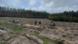 В Липецкой области успешно завершена весенняя высадка молодых лесов