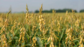 Экспорт соевого масла из Липецкой области вырос в 2,3 раза