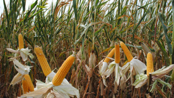 Уборка кукурузы на зерно набирает обороты в Липецкой области