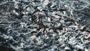 Ещё 3,5 млн мальков выпустят в реки Липецкой области в ближайшие три года