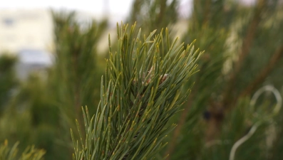 Новогодние ёлки начнут продавать в Липецкой области с 15 декабря