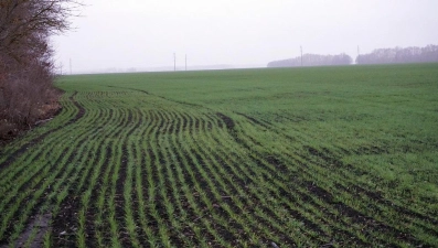 В Липецкой области аграрии посеяли 340 тысяч гектаров озимых культур под урожай 2025 года