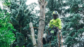 Лучшие специалисты по деревьям соберутся на фестивале арбористов в усадьбе Рязанка Липецкой области